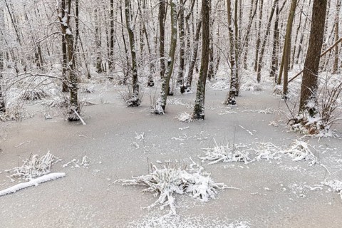 Alluvial forest with snow and ice, Lindensee, Ruesselsheim am Main, Hesse, Germany, Europe