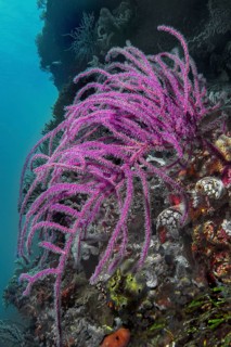 Feather gorgonian (Pseudopterogorgia bipinnata), Wakatobi Dive Resort, Sulawesi, Indonesia, Asia