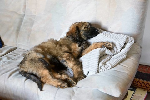 A relaxed puppy lies on a bed with pillows and looks to the side, Briard (Berger de Brie), puppy, 8