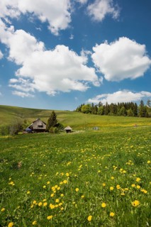 Mountain inn and flower meadow, Hinterwaldkopfhuette, Hinterwaldkopf, Hinterzarten, Black Forest,