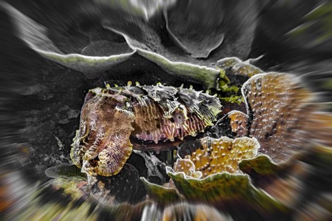 Zoom effect, broadclub cuttlefish (Sepia latimanus), Wakatobi Dive Resort, Sulawesi, Indonesia,
