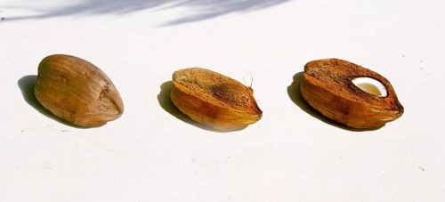 Seychelles, tropical fruits, coconuts, closed, outer shell removed, view into the fruit, Africa