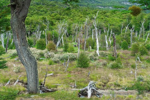 Forest of southern beeches (Nothofagus) in Tierra del Fuego National Park, Tierra del Fuego Island,