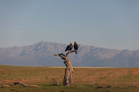 Pair of Iberian Eagles, Spanish Imperial Eagle (Aquila adalberti), Extremadura, Castilla La Mancha,