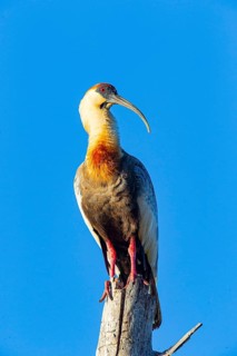 White-necked Ibis (Theristicus caudatus hyperorius) Pantanal Brazil