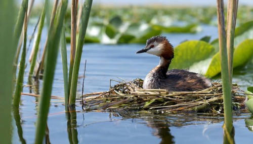 Ai generated, animal, animals, bird, birds, biotope, habitat, a, individual, swims, waters, reeds,