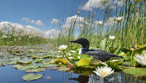 Ai generated, animal, animals, bird, birds, biotope, habitat, a, individual, swims, waters, breeds,