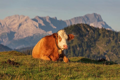 Cow, cattle lying on alpine meadow in front of mountains, morning light, summer, Simetsberg, behind