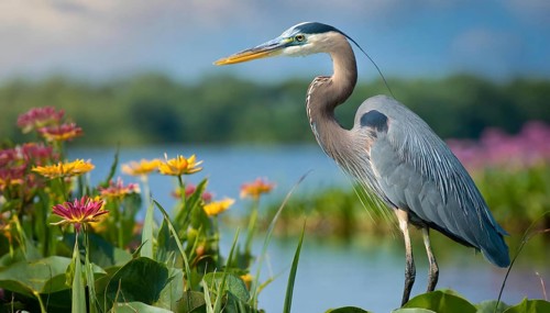 KI generated, animal, animals, bird, birds, biotope, habitat, one, individual, water, reed, winter,