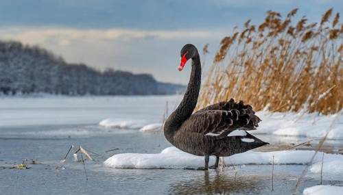 KI generated, animal, animals, bird, birds, biotope, habitat, one, individual, water, reed, blue