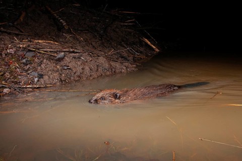 European beaver (Castor fiber) at the beaver lodge, Thuringia, Germany, Europe