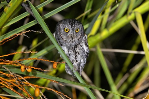African scops owl (Otus senegalensis), Namibia, Africa