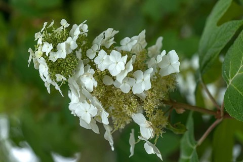 Blossom of an oakleaf hydrangea (Hydrangea quercifolia), Botanical Garden, Erlangen, Middle