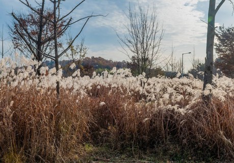 Autumn landscape of leafless trees growing in field of feather grass