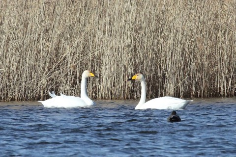 Whooper swan two birds swimming side by side in water facing each other in front of reeds
