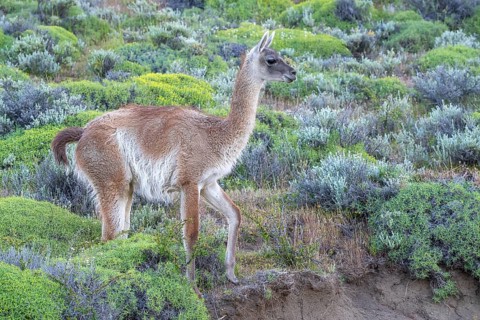 Guanaco (Llama guanicoe), Huanako, Torres del Paine National Park, Patagonia, End of the World,