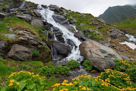 A small waterfall flows over boulders in a green, flowery mountain valley, Waterfall of the Balea