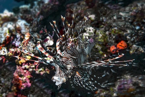 Lionfish, (Pterois miles), Wakatobi Dive Resort, Sulawesi, Indonesia, Asia