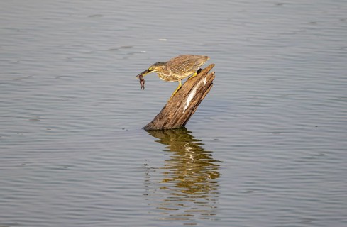 Mangrove heron (Butorides striata atricapilla), sitting on a tree stump in the water with prey in