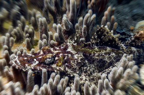 Brownhead crocodile fish, (Cymbacephalus beauforti), Wakatobi Dive Resort, Sulawesi, Indonesia,
