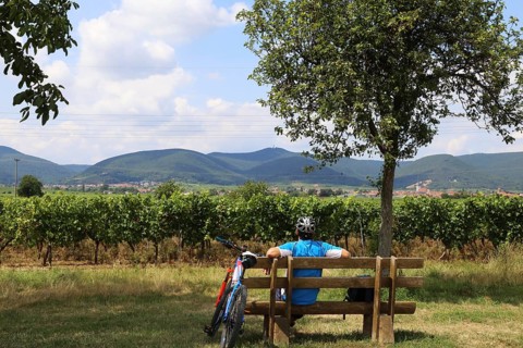 Cyclist takes a break on a bench and looks towards the Palatinate Forest. The Kalmit, the highest