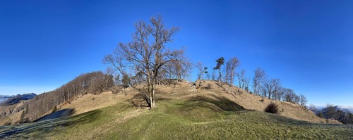 Solitary tree at the Lauchweid, behind Lauchflue, clearing on the second Jura chain, Eptingen,