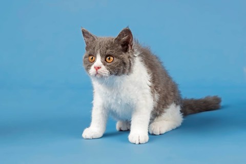 Pedigree cat Selkirk Rex. Kitten, age 10 weeks, colour blue white, studio picture