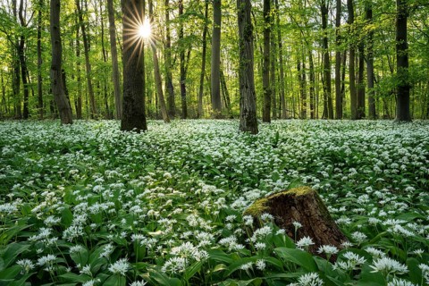 A deciduous forest with white flowering ramson (Allium ursinum) in spring in the evening sun with a