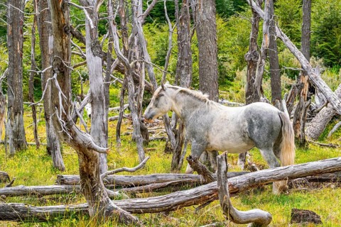 Horse, grey, grazing between dead trees, Tierra del Fuego National Park, Tierra del Fuego Island,