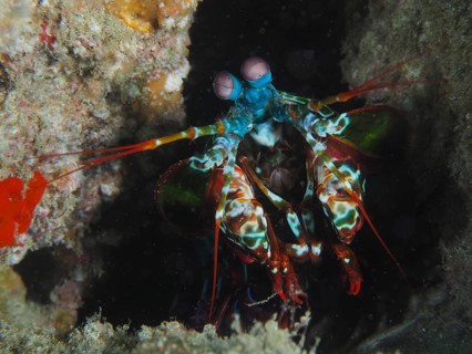 Peacock mantis shrimp (Odontodactylus scyllarus), Sodwana Bay National Park dive site, Maputaland