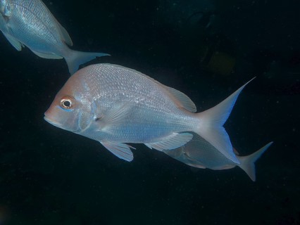 Slinger sea bream (Chrysoblephus puniceus), dive site Sodwana Bay National Park, Maputaland Marine