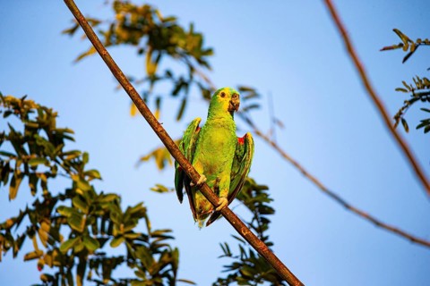Blue-fronted Amazon (Amazona aestiva (Pantanal Brazil