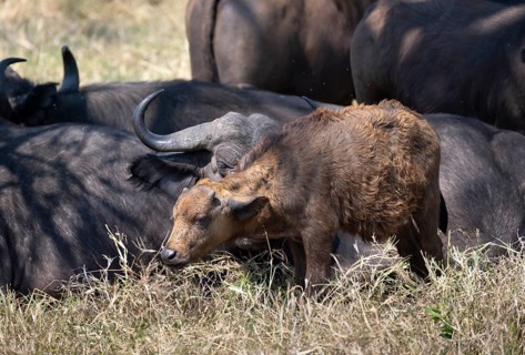 African buffalo (Syncerus caffer caffer), calf with herd, African savannah, Kruger National Park,