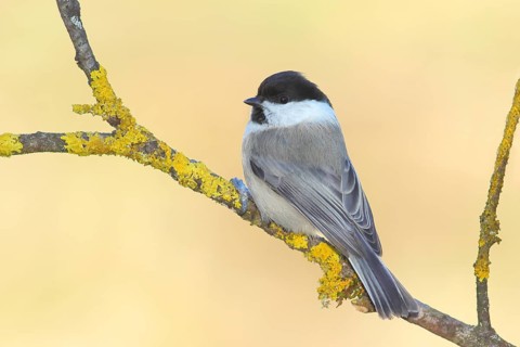 Marsh tit (Parus palustris) sitting on a branch overgrown with lichen, Wildlife, Animals, Birds,