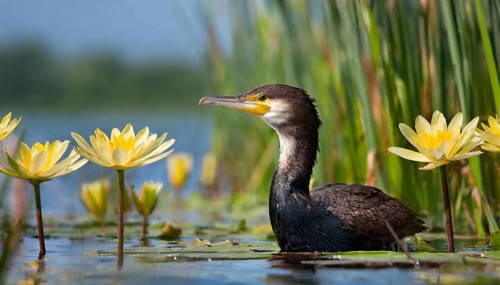 Ai generated, animal, animals, bird, birds, biotope, habitat, an, individual, swims, waters, reeds,