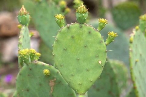 Cactus pear (Opuntia ficus-indica), Botanical Garden, Erlangen, Middle Franconia, Bavaria, Germany,