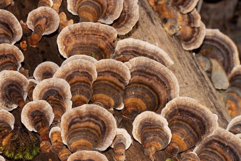 Butterfly stramete zonal white light brown and brown fruiting bodies next to each other on tree