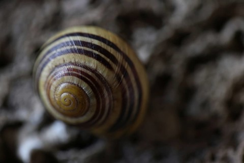 Small snail shell in shades of yellow and brown lies on a colour-matching background of tuff,