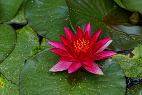 Single pink water lily on a leaf in a pond, Terra Nostra Park, Furnas, Sao Miguel, Azores,
