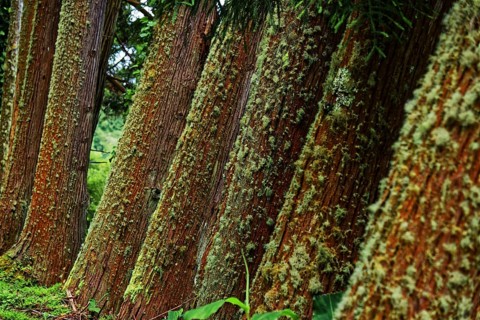 Pattern of tree trunks covered with moss in dense green forest, Furnas Lake, Furnas, Sao Miguel,