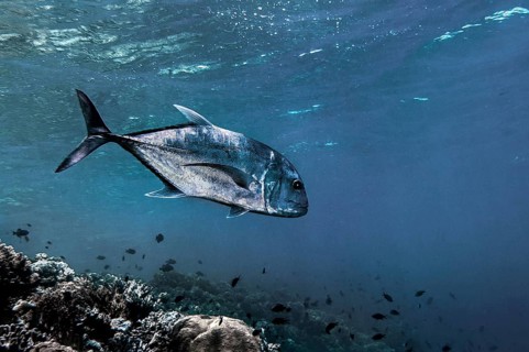 Bigeye jack mackerel (Caranx latus), Wakatobi Dive Resort, Sulawesi, Indonesia, Asia