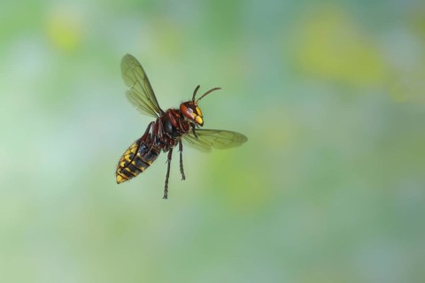 European hornet (Vespa crabro), worker in flight, flight photo, high-speed photo, North