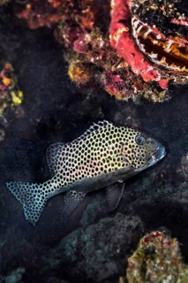 Blackspotted rubberlip (Plectorhinchus gaterinus), and spiny oyster (Spondylus), Wakatobi Dive