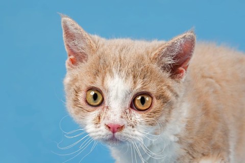 Pedigree cat Selkirk Rex, kitten, age 10 weeks, colour fawn tortie white, animal portrait, studio