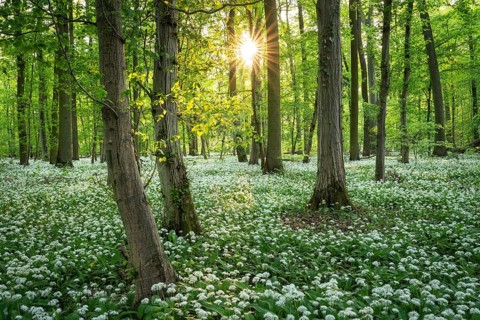 A deciduous forest with white flowering ramson (Allium ursinum) in spring in the evening sun with a