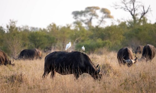 Cattle egret (Bubulcus ibis) sitting on the back of a african buffalo (Syncerus caffer caffer),