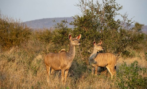 Greater Kudu (Tragelaphus strepsiceros) in dry grass, adult females in the evening light, alert,