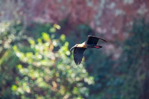 White-necked Ibis (Theristicus caudatus hyperorius) Pantanal Brazil