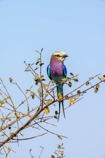 Lilac-breasted roller (Coracias caudatus) sitting on a branch in front of a blue sky, Kruger
