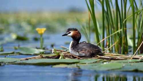 Ai generated, animal, animals, bird, birds, biotope, habitat, a, individual, swims, waters, reeds,